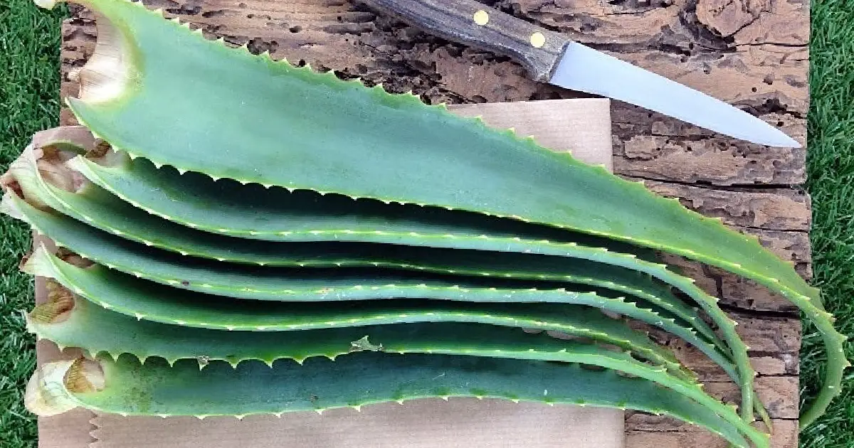 Cómo aliviar la gastritis y el reflujo de forma natural: guía completa y beneficios del Aloe